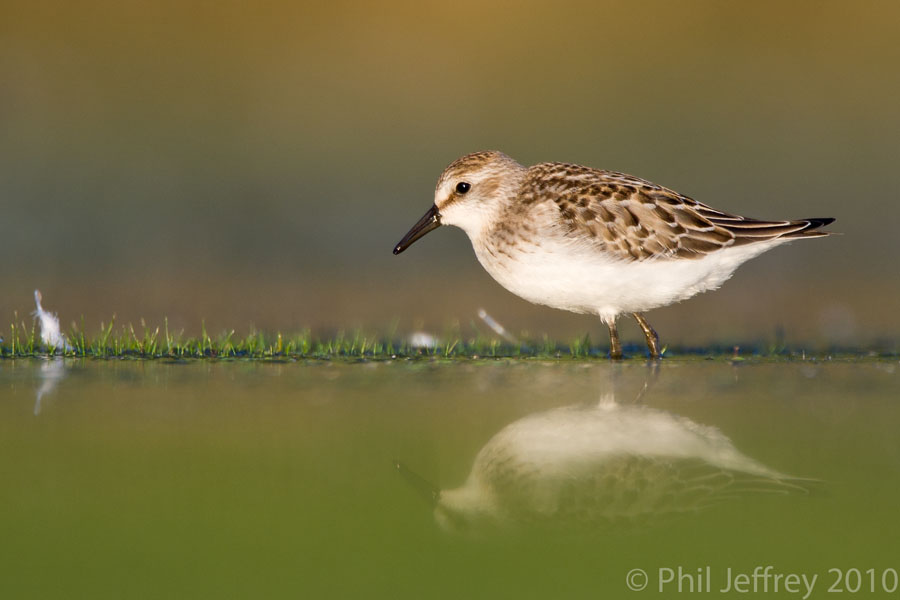 Semipalmated Sandpiper juvenile