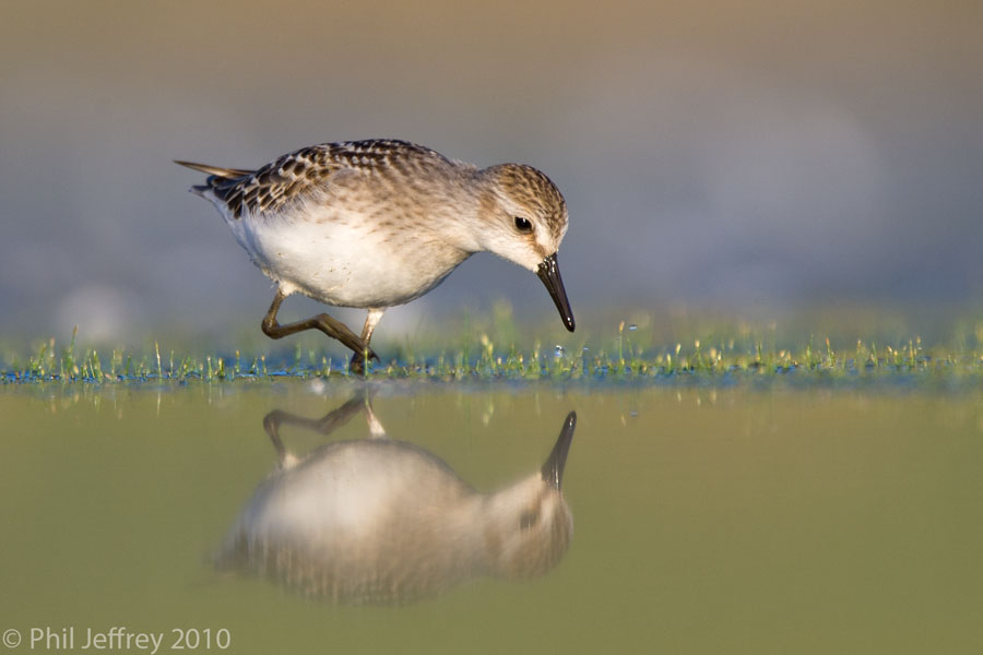 Semipalmated Sandpiper juvenile