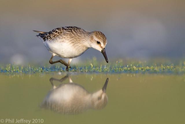 Semipalmated Sandpiper juvenile
