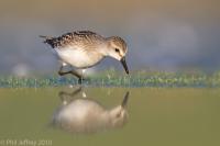 Semipalmated Sandpiper juvenile