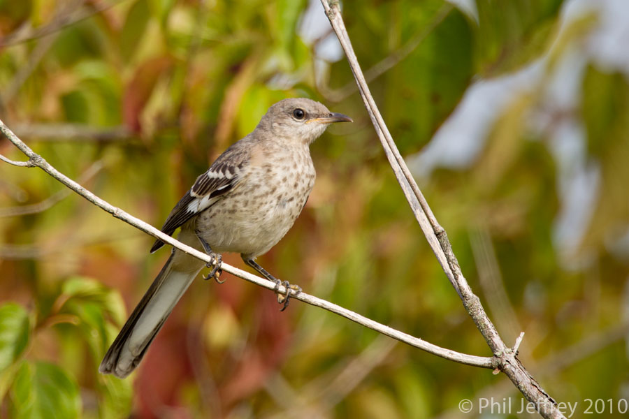 Northern Mockingbird juvenile