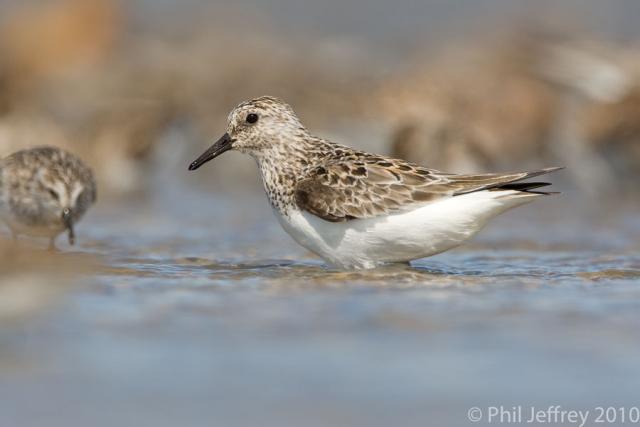 Sanderling
