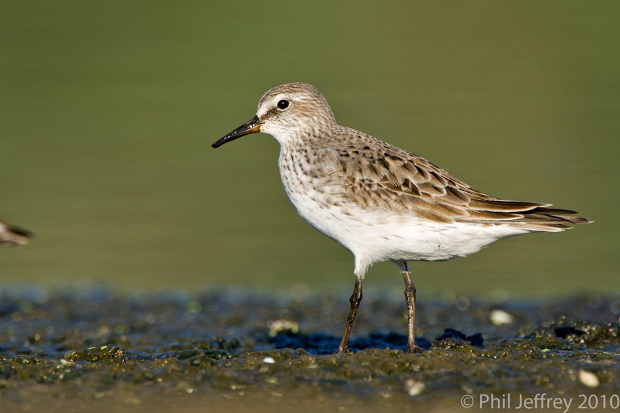 White-rumped Sandpiper