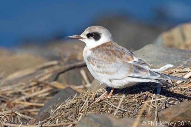 Forster's Tern juvenile