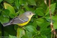 Magnolia Warbler