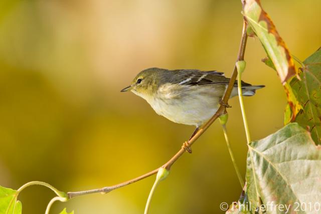 Blackpoll Warbler