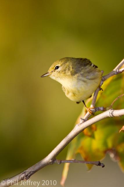 Blackpoll Warbler