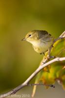 Blackpoll Warbler 