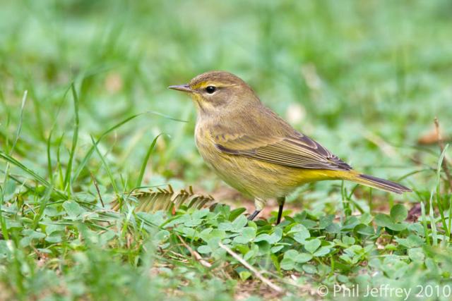 Palm Warbler immature