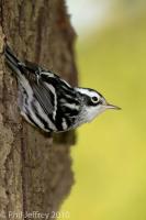 Black-and-White Warbler adult male