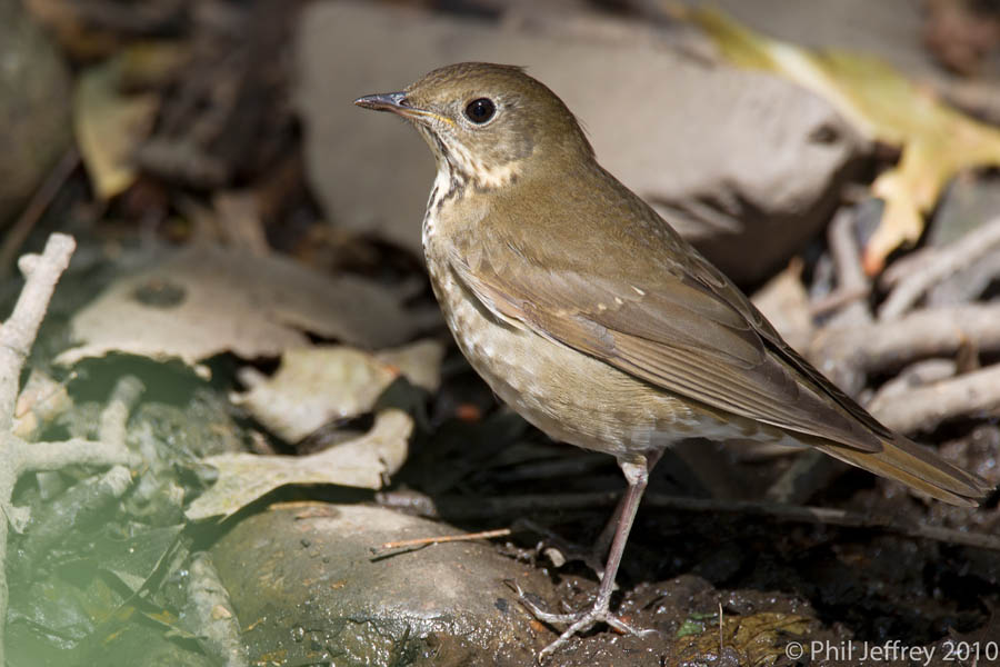 Gray-cheeked Thrush