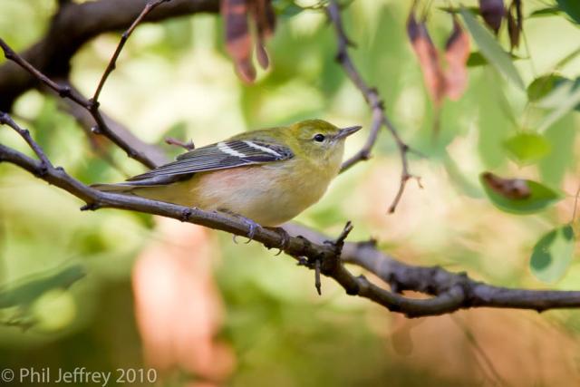 Bay-breasted Warbler