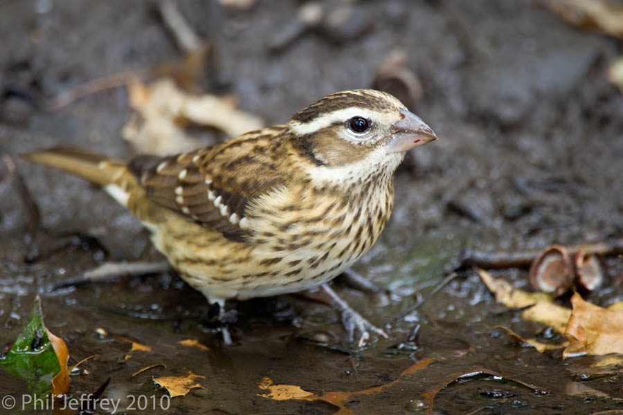 Rose-breasted Grosbeak