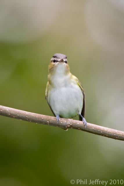 Red-eyed Vireo