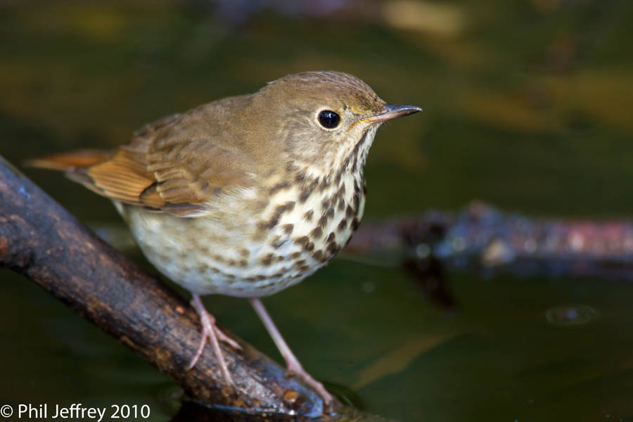 Hermit Thrush