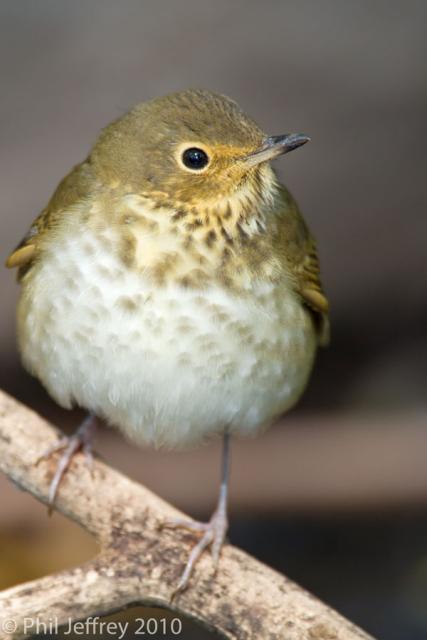Swainson's Thrush