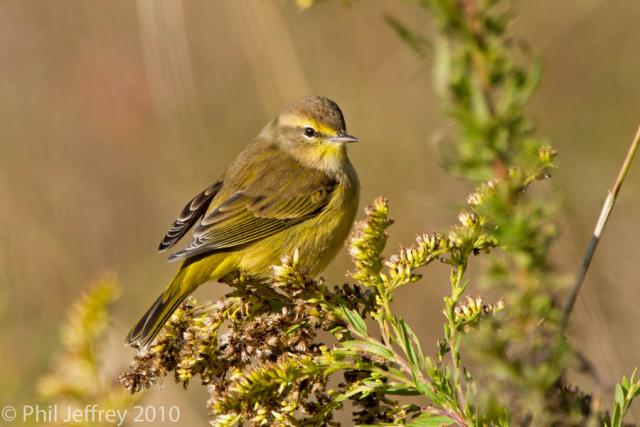 Palm Warbler immature