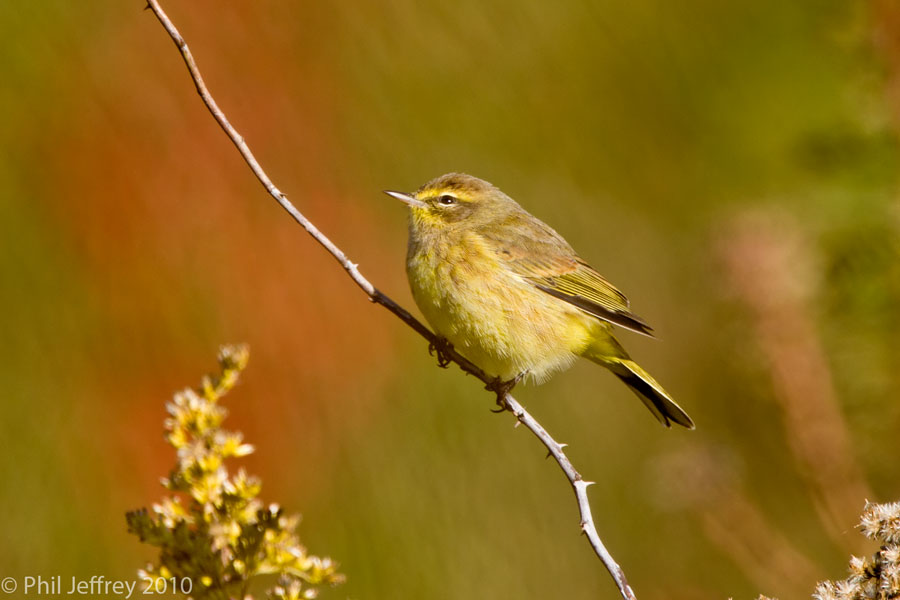 Palm Warbler immature