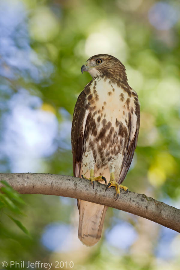 Red-tailed Hawk immature