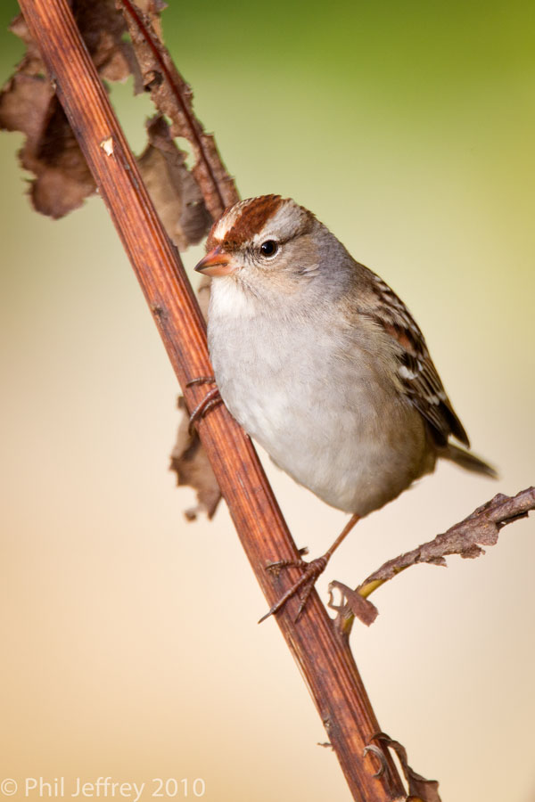 White-crowned Sparrow