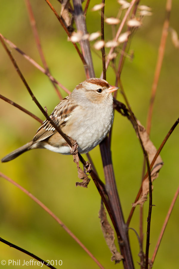 White-crowned Sparrow