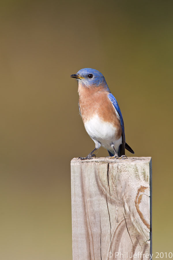 Eastern_Bluebird_W5G4927
