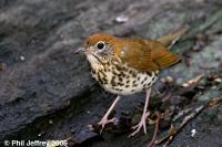 Wood Thrush