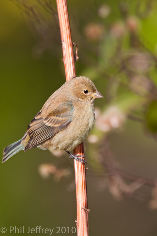 Indigo Bunting immature