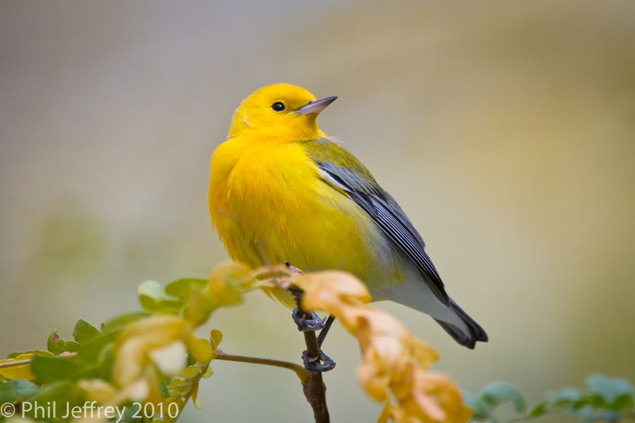 Prothonotary Warbler