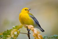 Prothonotary Warbler