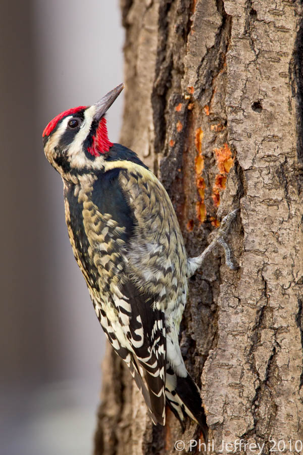 Yellow-bellied Sapsucker