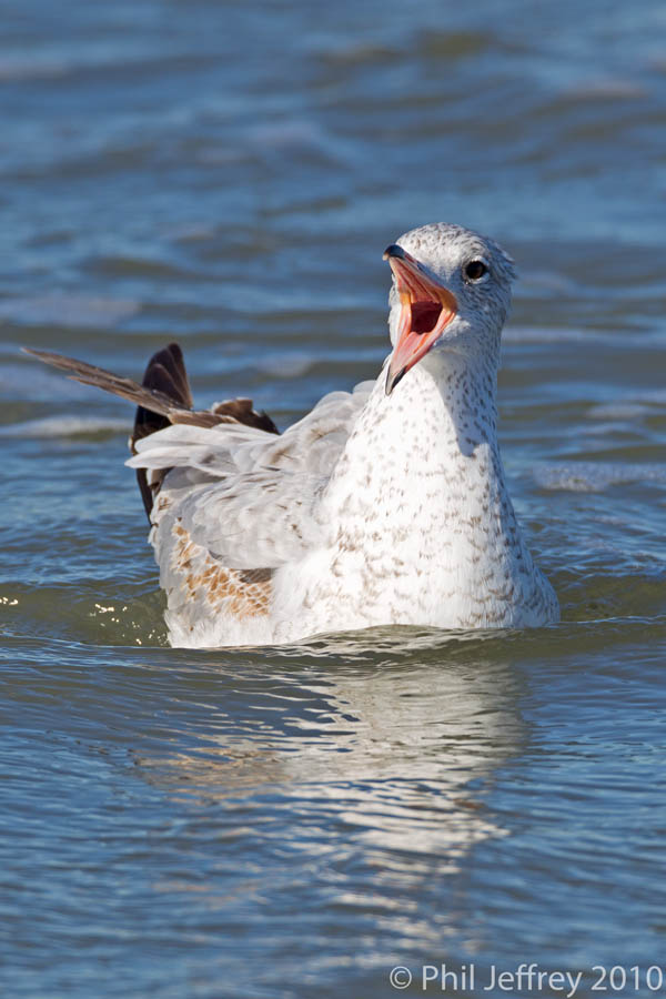 Ring-billed Gull