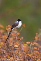 Fork-tailed Flycatcher