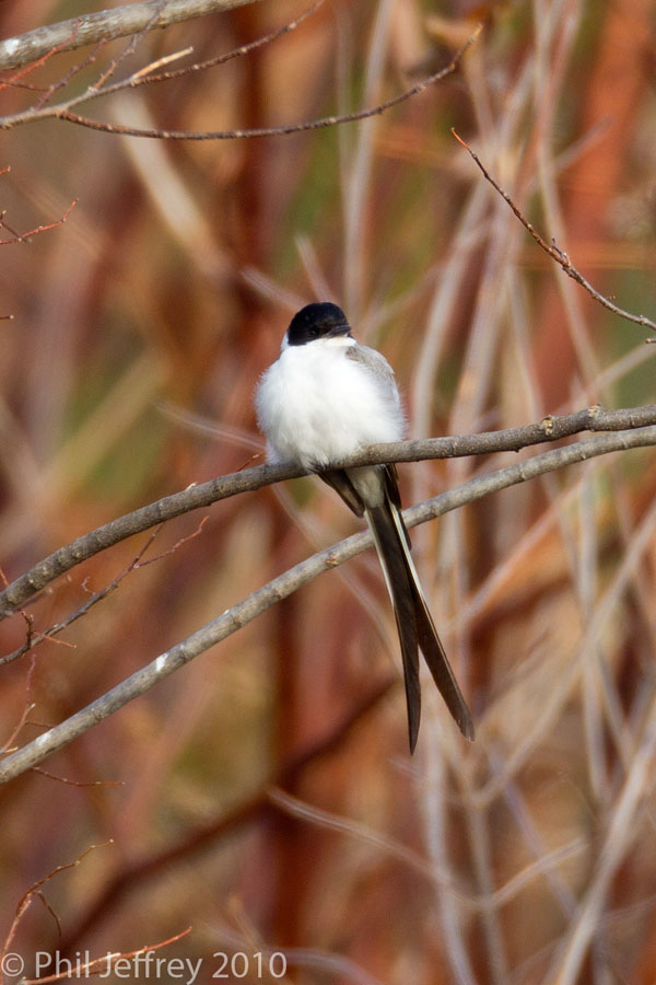 Fork-tailed Flycatcher