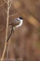 Fork-tailed Flycatcher