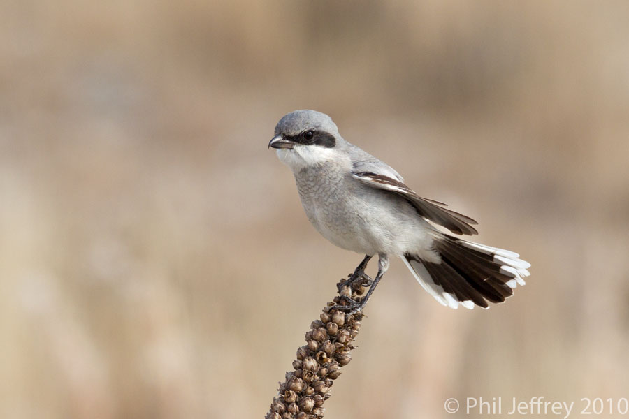 Loggerhead Shrike