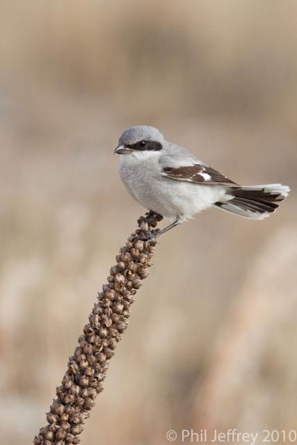 Loggerhead Shrike