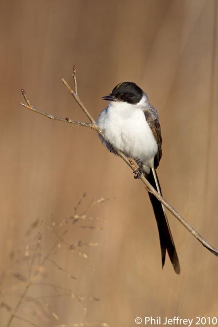 Fork-tailed Flycatcher