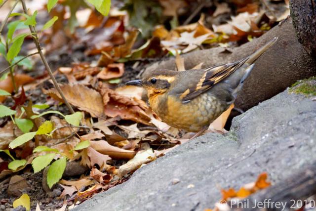 Varied Thrush
