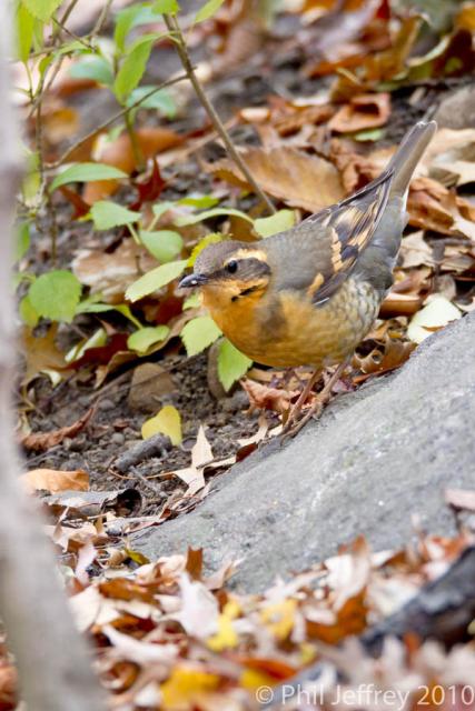 Varied Thrush