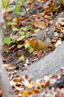 Varied Thrush