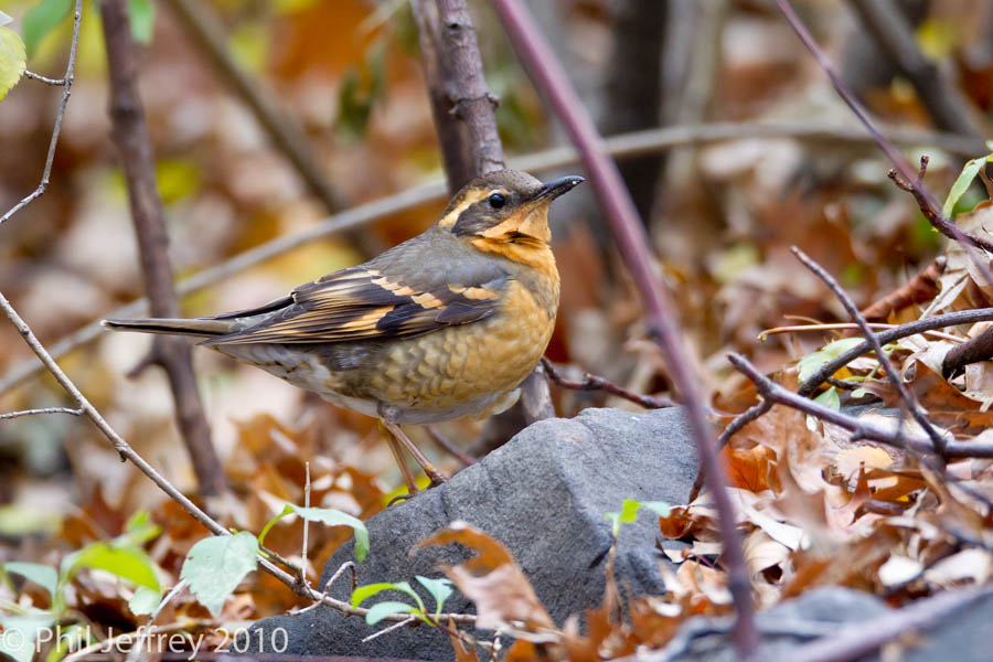 Varied Thrush