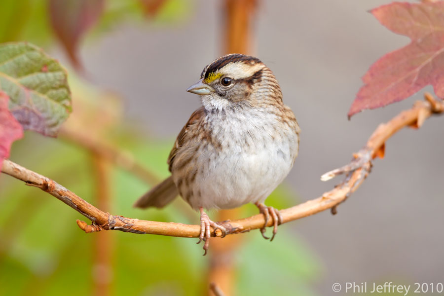 White-throated Sparrow