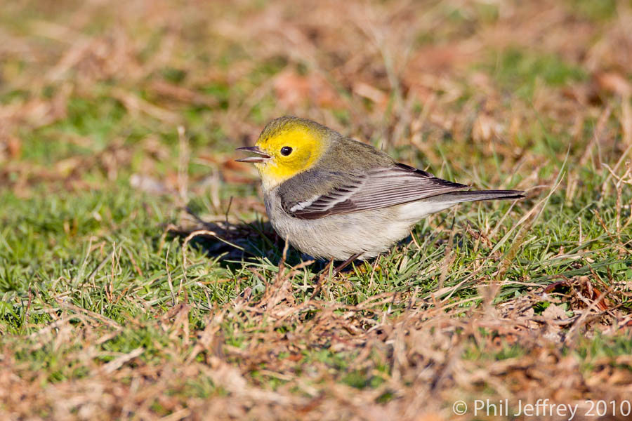 Hermit Warbler
