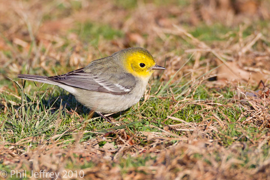 Hermit Warbler