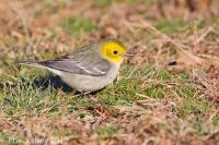 Hermit Warbler