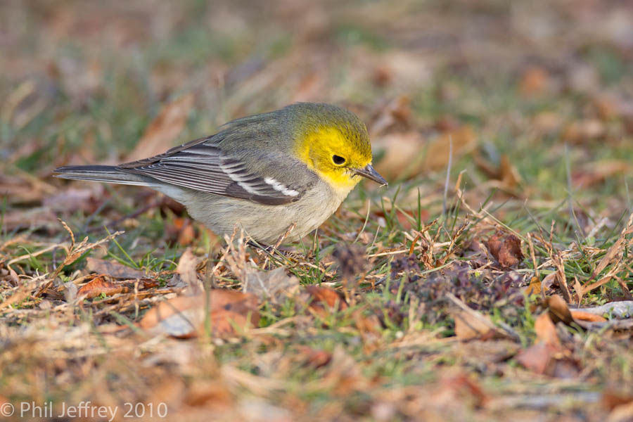 Hermit Warbler