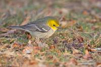 Hermit Warbler