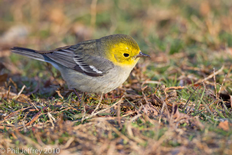 Hermit Warbler
