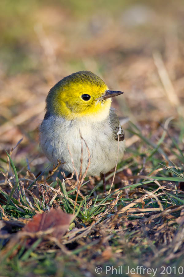 Hermit Warbler